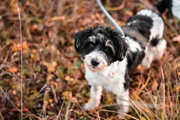 Cute-small-poodle-mix-breed-dog-posing-on-leash-in-autumn-nature