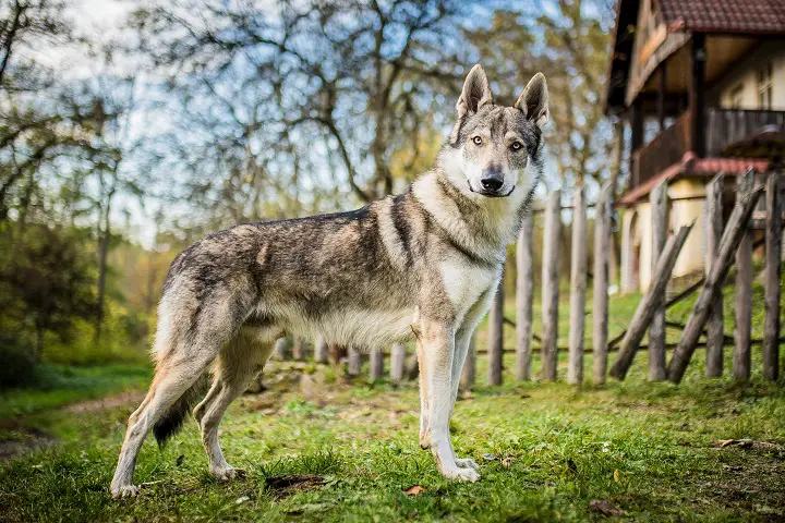 Czechoslovakian-wolfdog-in-autumn-nature
