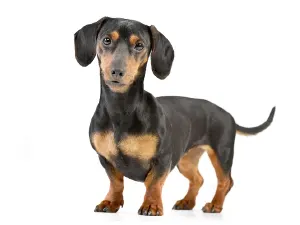 Dachshund