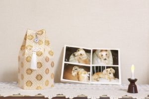 How Much Does Dog Cremation Cost And What Are The Different Methods Used?