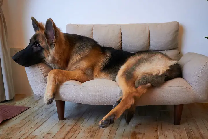German-shepherd-king-lying-on-sofa