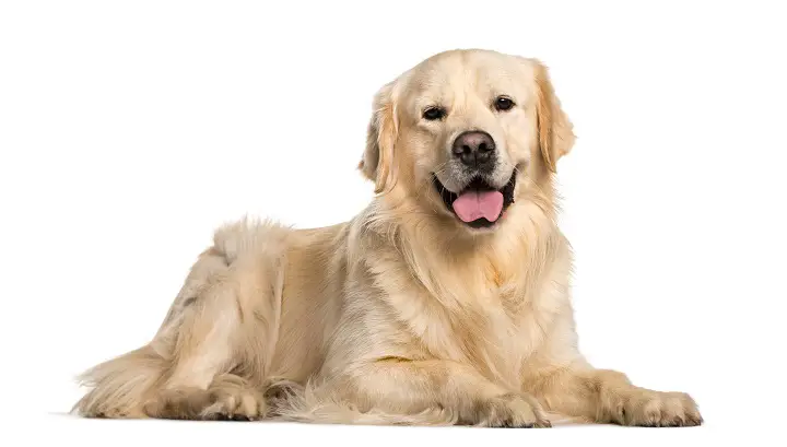 Golden-Retriever-dog-lying-against-white-background
