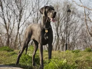 Great Dane