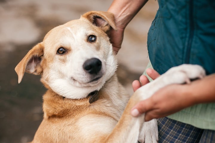 Hand-caressing-cute-homeless-dog-with-sweet-looking-eyes-in-summer-park