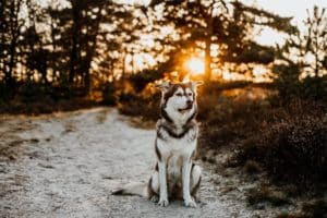 Husky-Golden-retriever-mix-Goberian