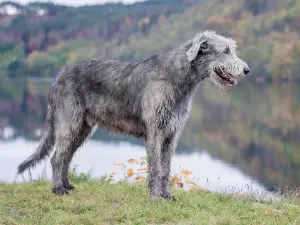 Irish Wolfhound