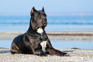 Italian-Cane-Corso-dog