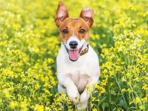 Jack Russel Terrier