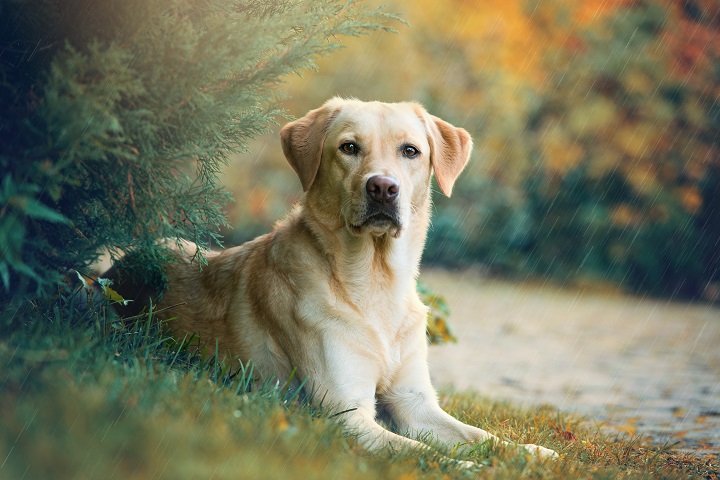 Labrador-retriever-dog-lying-under-a-tree-in-the-rain