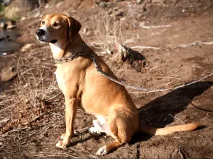 Mountain Cur