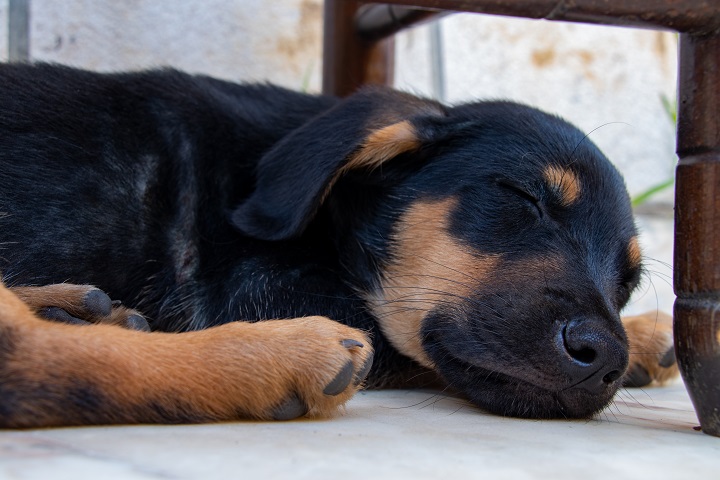 My-sheprador-mix-of-german-shepherd-and-labrador-puppy-sleeping