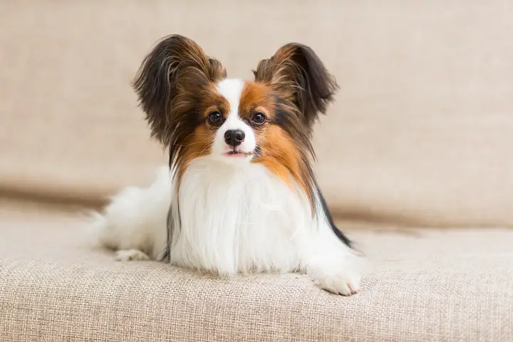Papillon-dog-lying-on-the-couch-stretching-his-paws