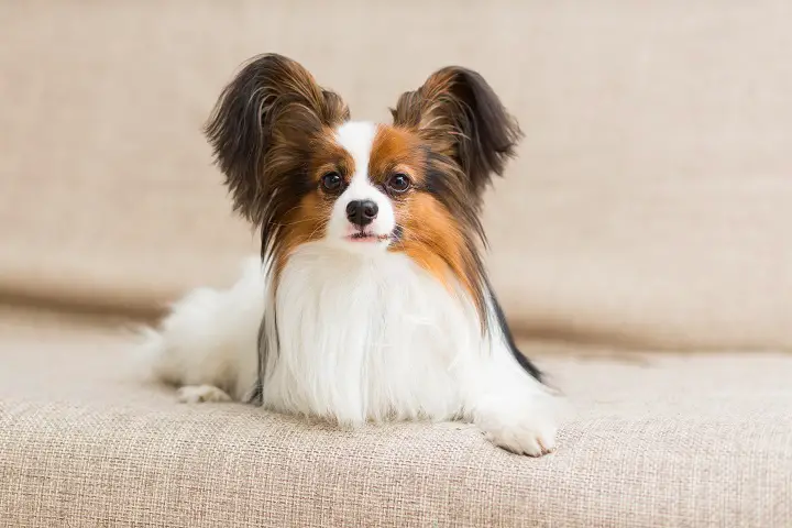 dogz 5 papillon dalmatian cross dogz 5 papillon dalmatian cross