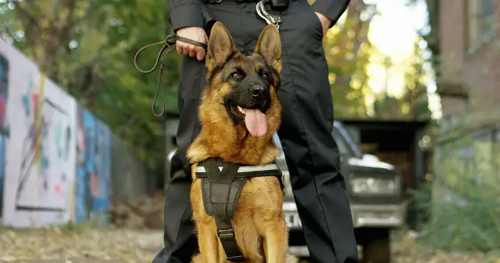 Police-officer-with-his-german-shepherd-dog-patrol-car-in-the-background
