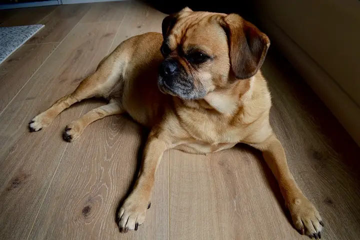 Portrait-of-a-pugalier-dog-relaxing-on-oak-floorboards