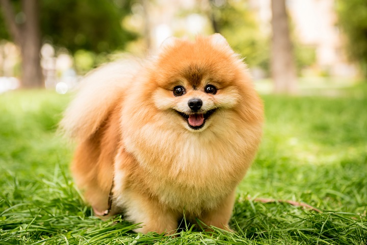Portrait-of-cute-pomeranian-dog-at-the-park