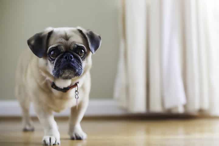 Pug-Pekingese-mix-puginese.-shallow-depth-of-field-warm-colors-natural-light-sad-looking-dog