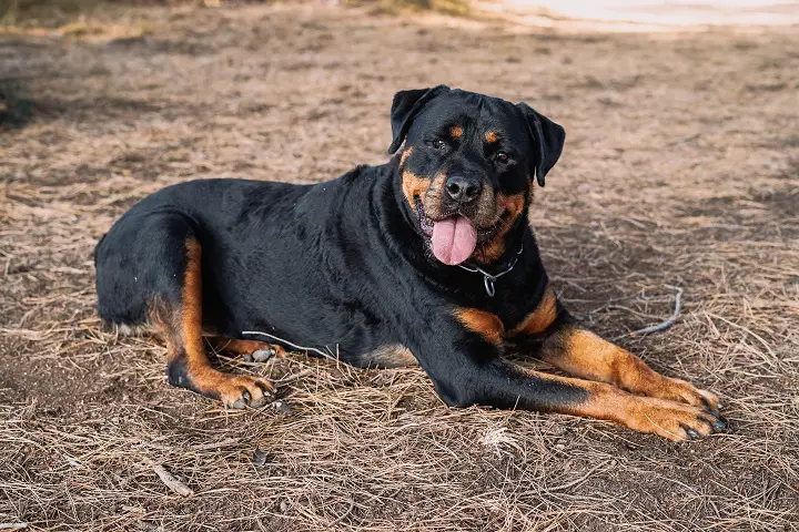 Rottweiler-breed-dog-resting-lying-down-in-the-forest