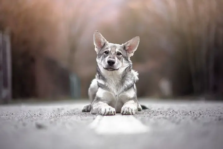 Saarloos-wolfdog-puppy-2