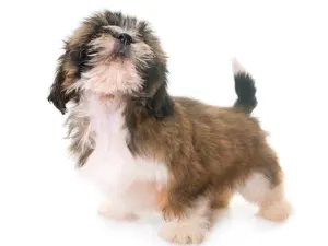 Shih Tzu