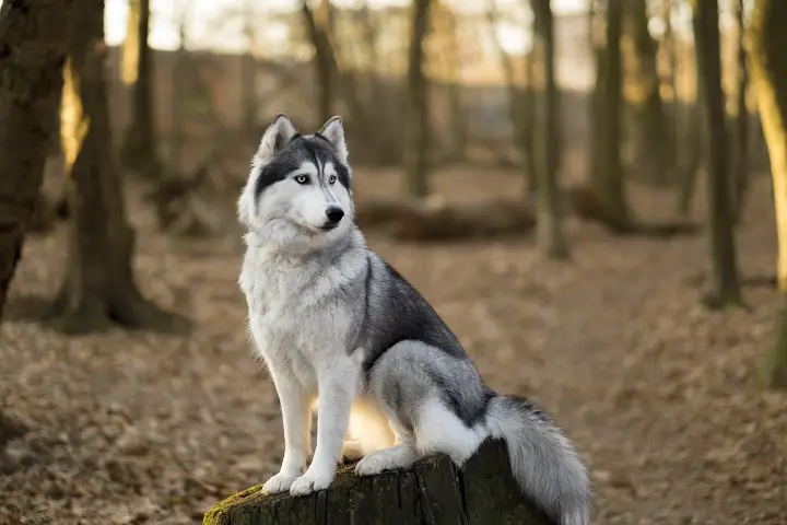 Siberian-husky-is-sitting-on-the-tree-in-spring-forest