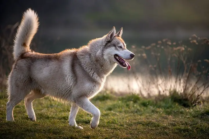Side-portrait-of-a-magnificent-husky.-The-husky-has-a-brownish-gray-white-coat-bright-blue-eyes-and-raises-his-tail