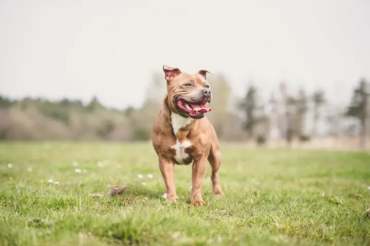 Staffordshire-Bull-Terrier-1
