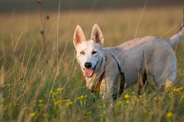Sunset-field-dogs-activity-gerberian-shepsky