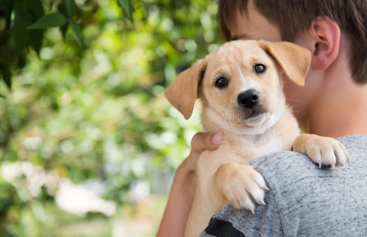 Surrendering-Your-Pup-the-Right-Way