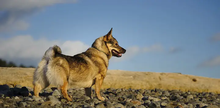 Swedish-Valhound-standing-by-driftwood