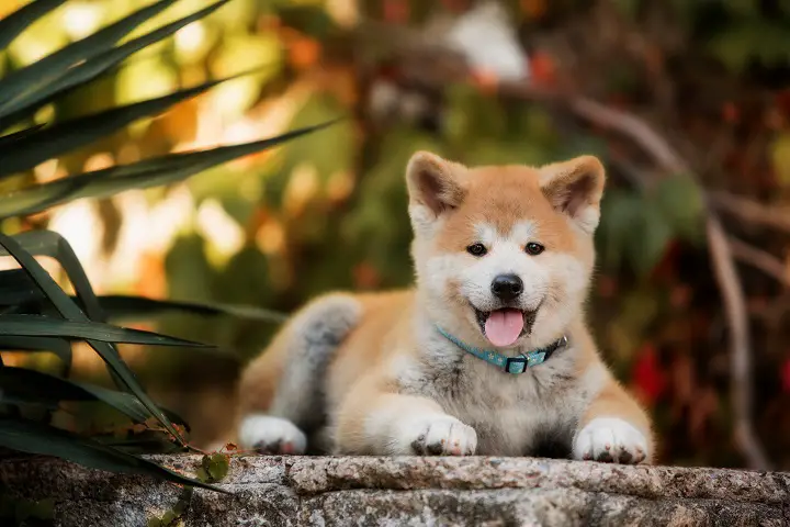 puppy-of-red-New-Years-Akita-dogs-lies-on-stairs-in-nature-at-sunlight