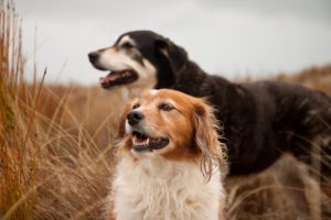 two-New-Zealand-sheep-dogs