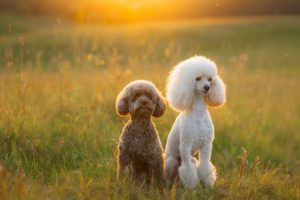 two-poodles-on-the-grass