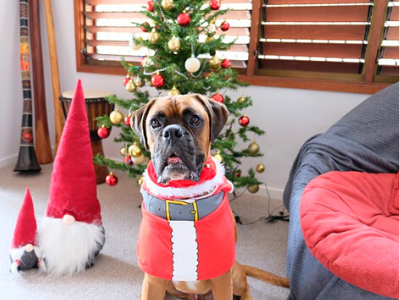 Boxer wearing santa pajamas