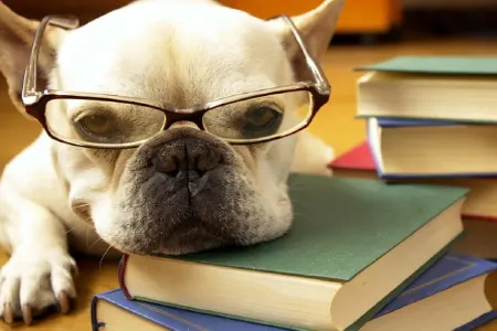 Dog with reading glasses laying its head on books