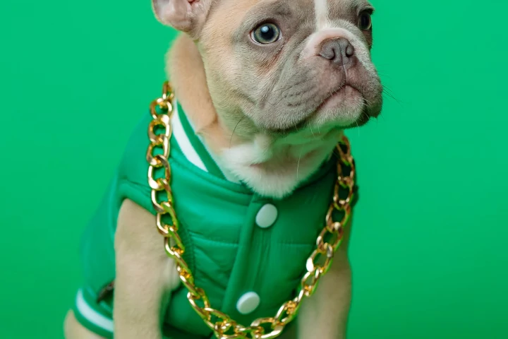 Best Cuban Link Dog Collars