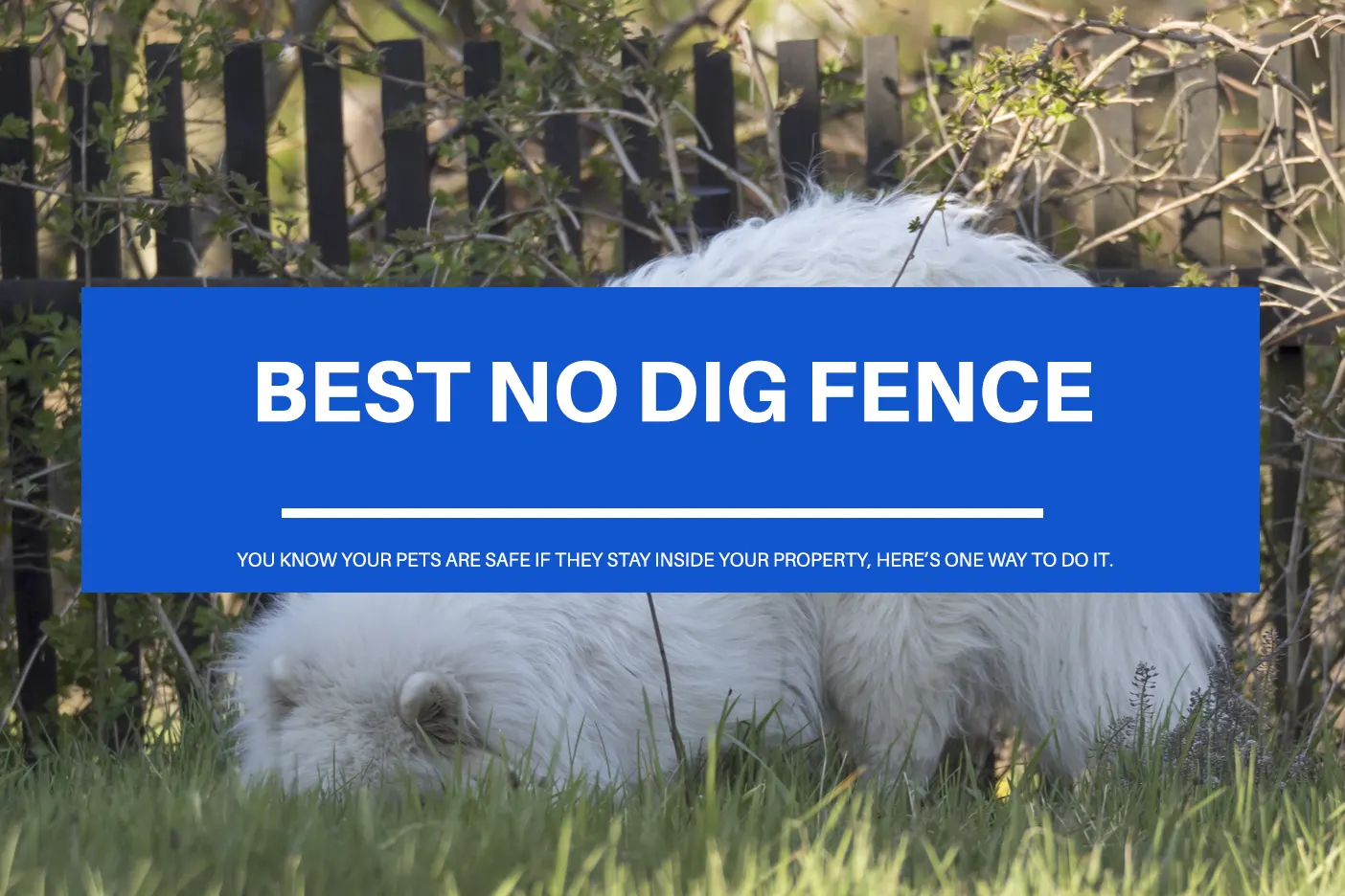 Best No Dig Fence For Dogs Zippity 2021 (Review)