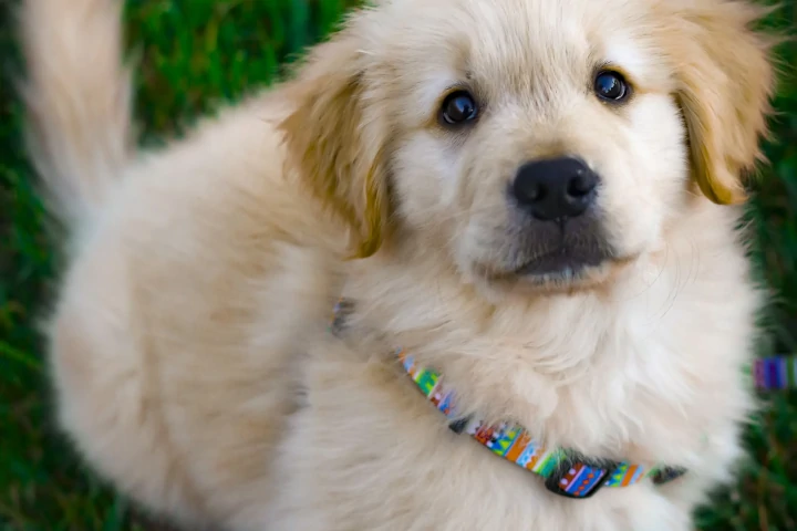 What Size Collar is Best for a Puppy