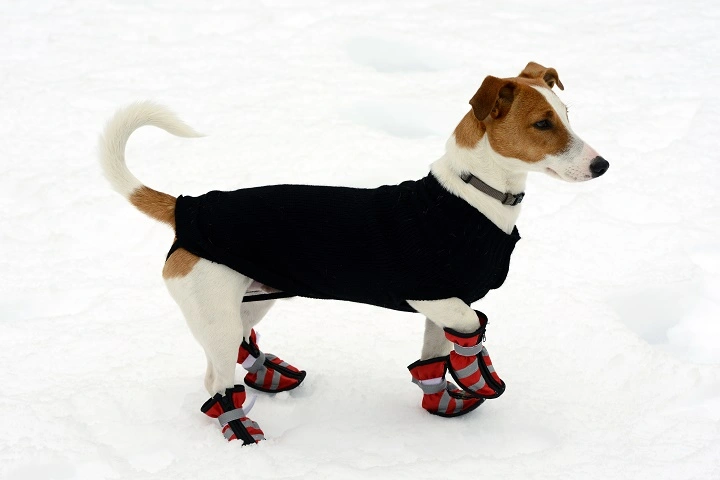 Dog wearing booties in the snow