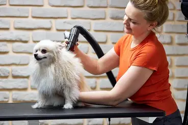 We Tried The 10 Best Dog Dryers For Groomers & Owners!