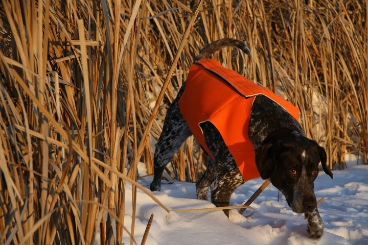 Dog with hunting vest sniffing the ground