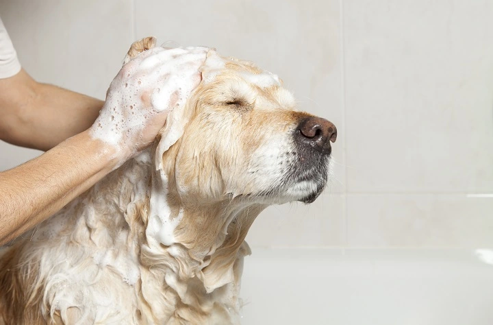 Best dog shampoos for mange