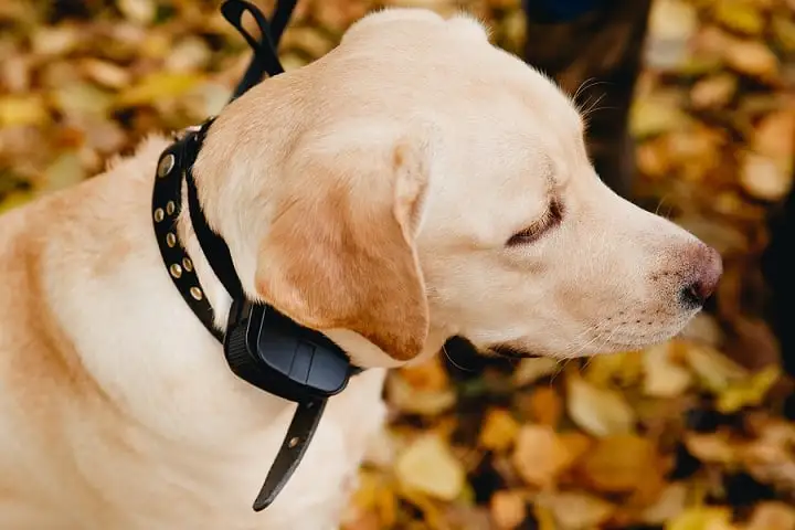 Dog wearing a training collar