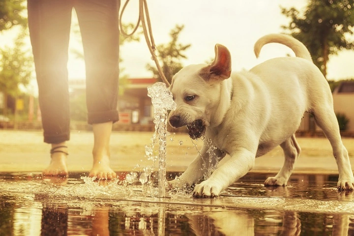 Puppy playing in a fountain of water