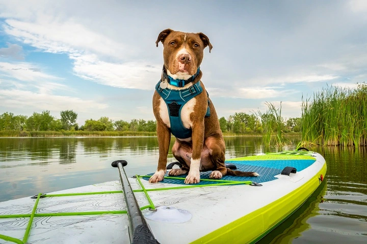 Dog with a harness sitting on a kayak