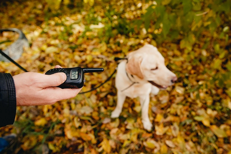 Man holding a remote to his dog's vibrating collar