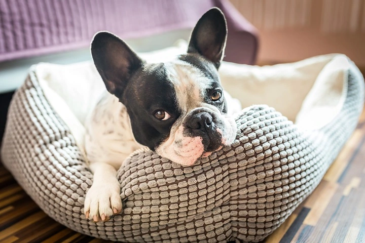 French Bulldog laying on dog bed 