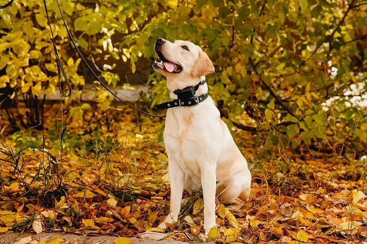 Dog wearing a bark collar