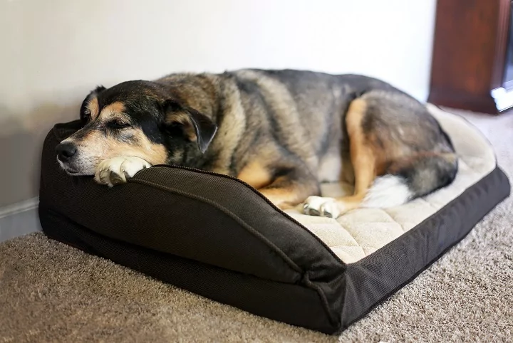 Old dog laying on a dog bed