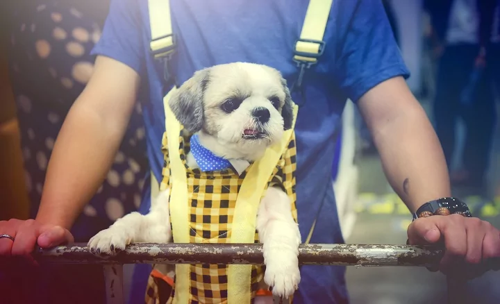 Dog in a carrier sling